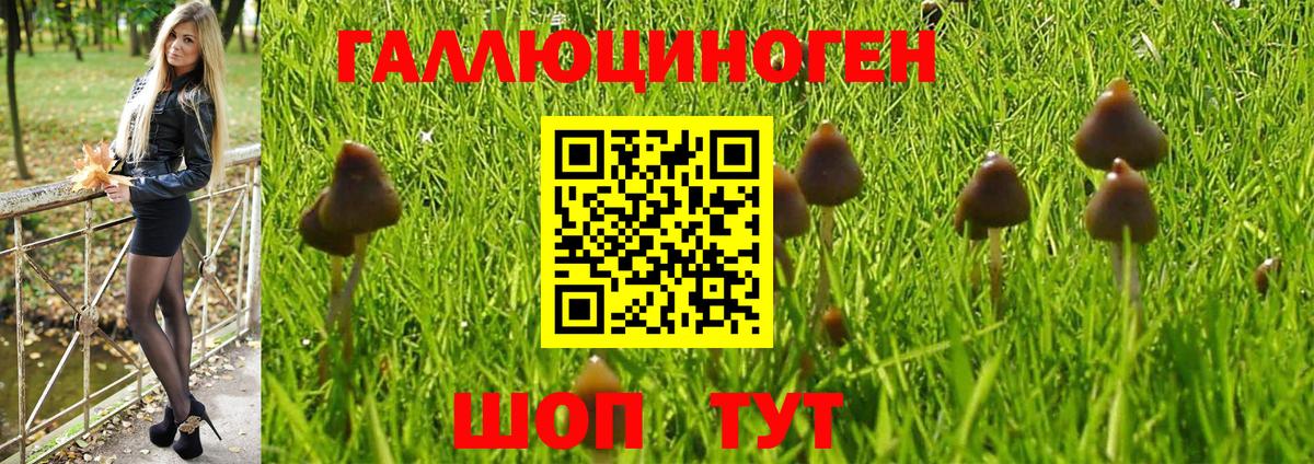 Псилоцибиновые грибы Psilocybe Шадринск